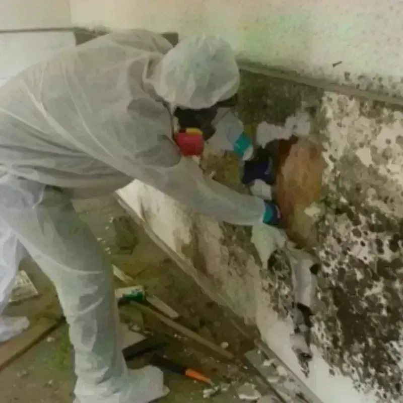 Mold Remediation and Removal in City of Radford, VA